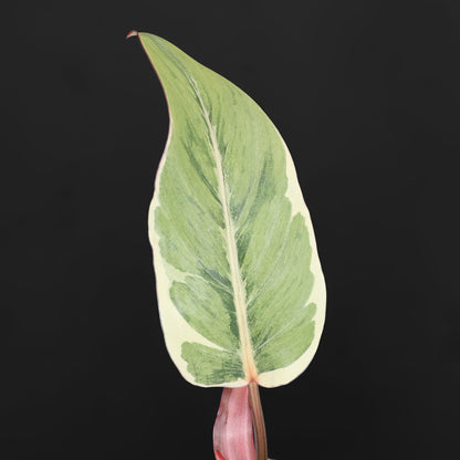 Philodendron Shady Lady