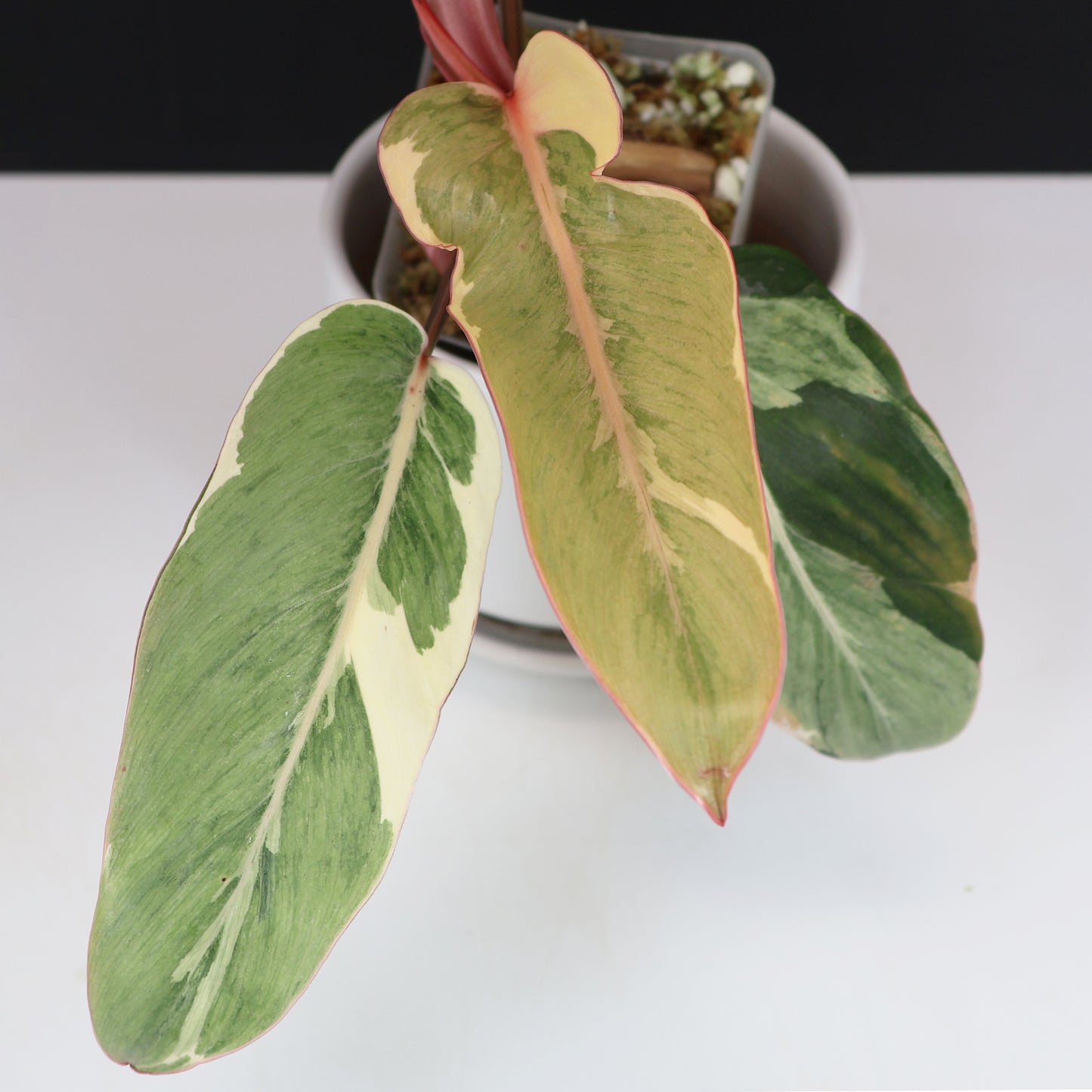 Philodendron Shady Lady