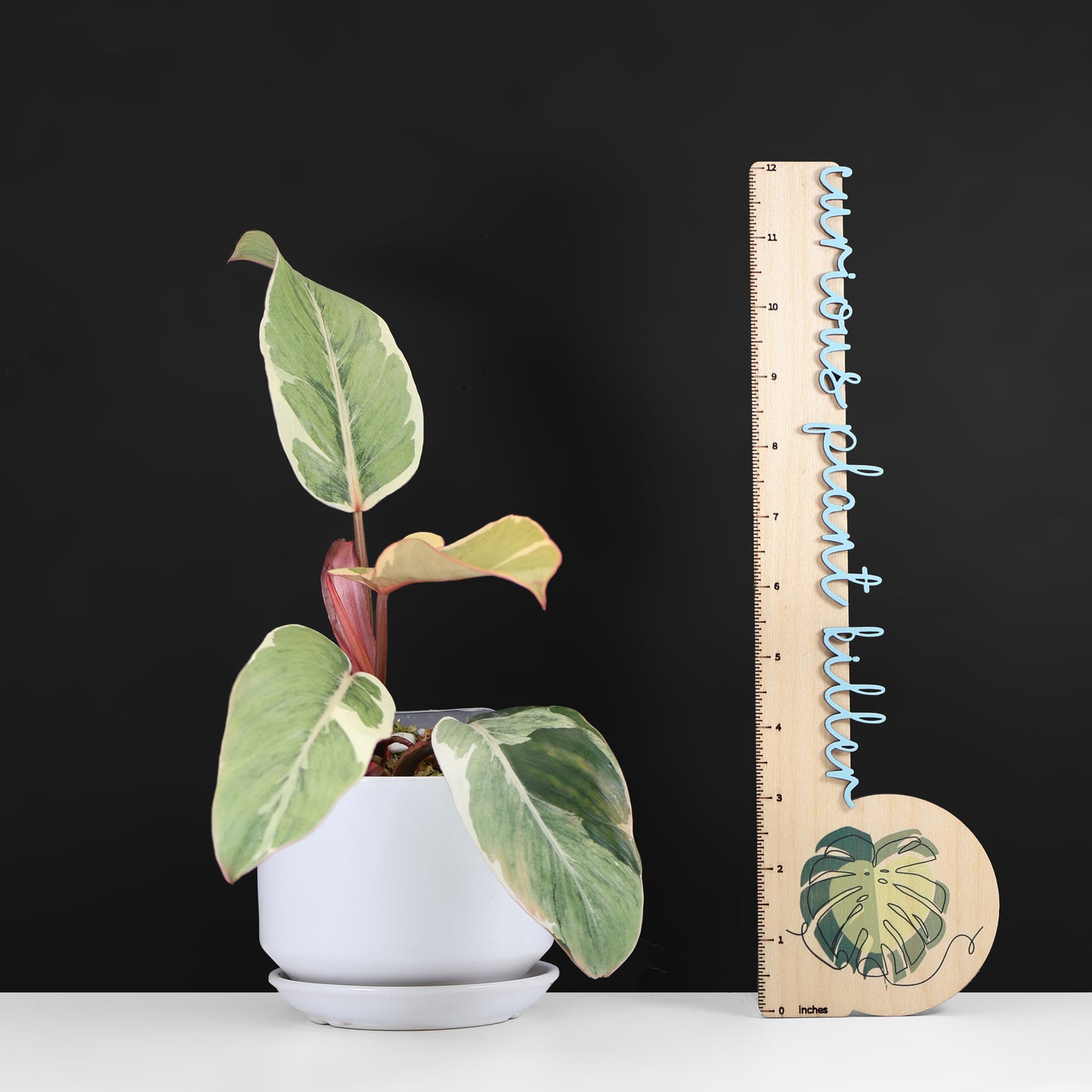 Philodendron Shady Lady