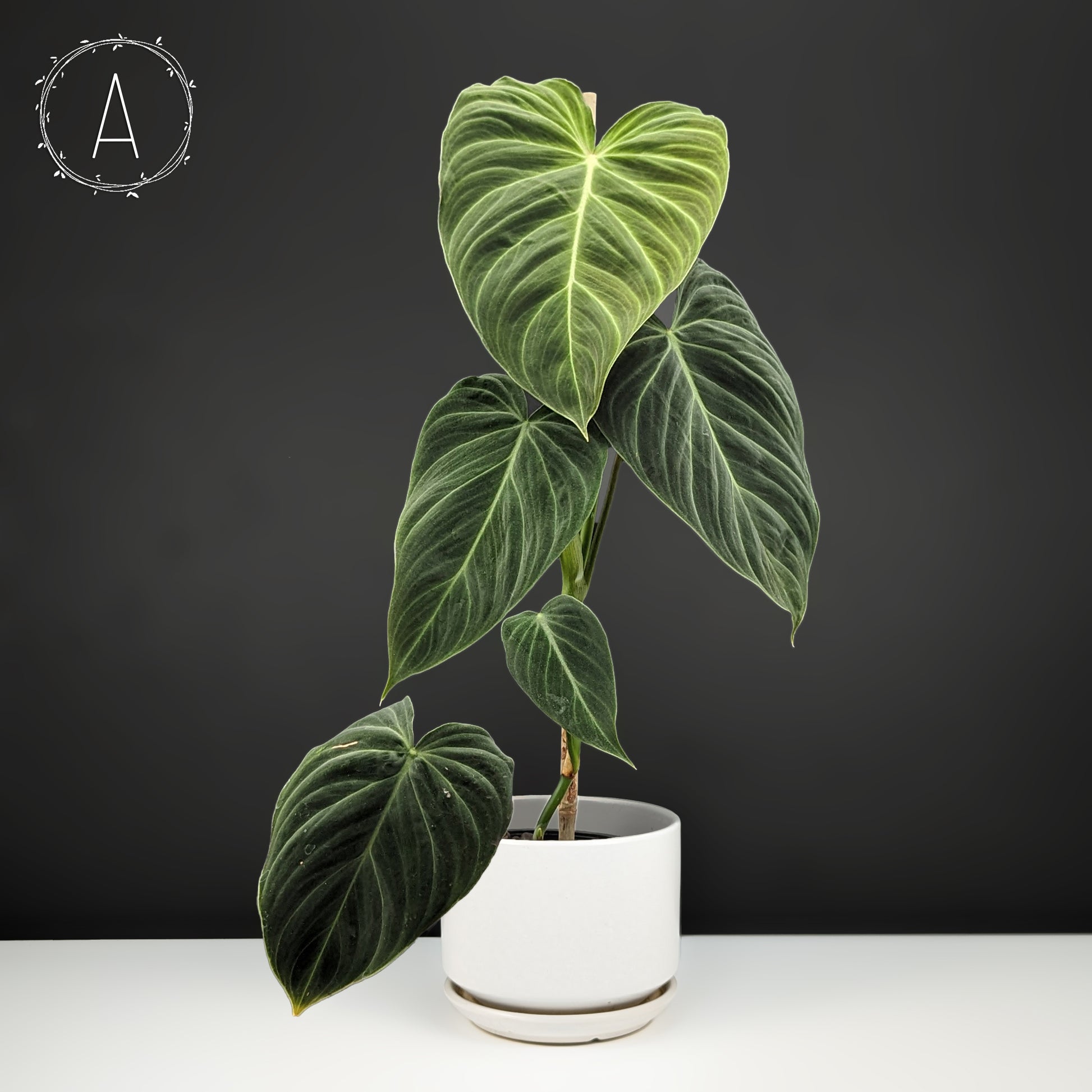 philodendron splendid vs melanochrysum Philodendron Splendid (Melanochrysum x Verrucosum) – Curious Plant Killer