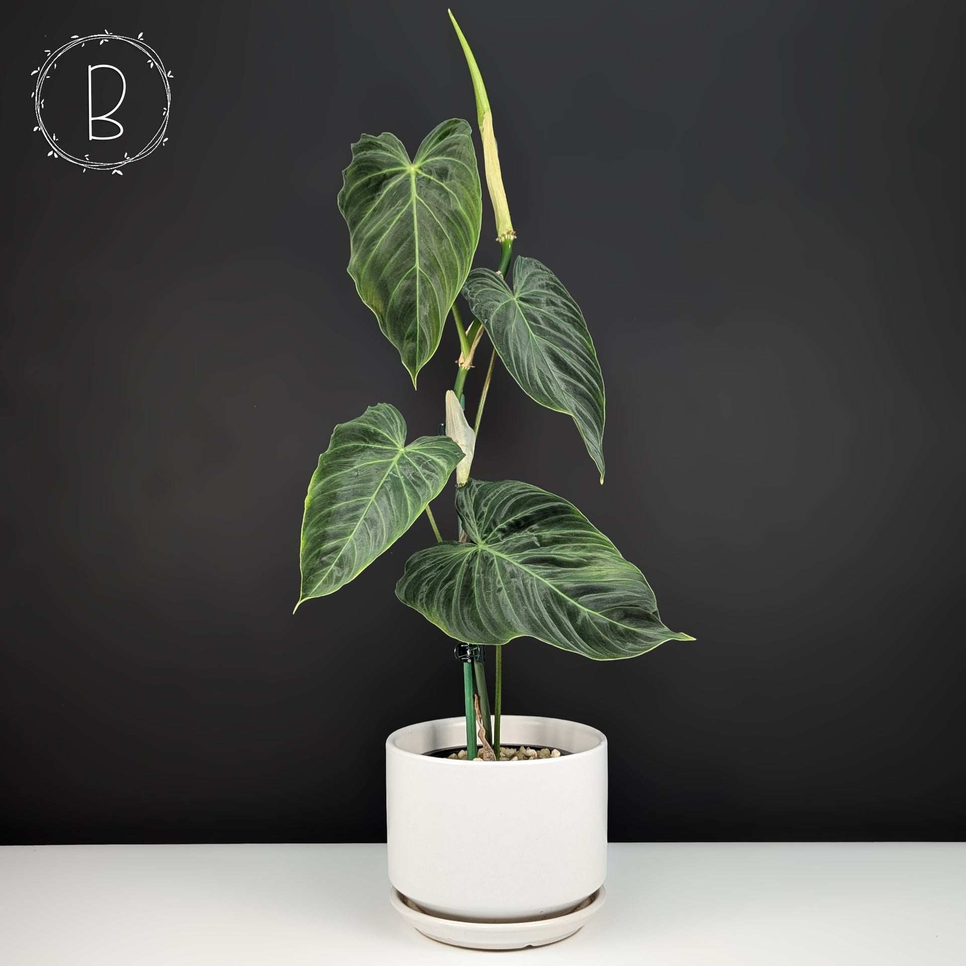philodendron verrucosum melanochrysum hybrid Philodendron Splendid (Melanochrysum x Verrucosum) – Curious Plant Killer