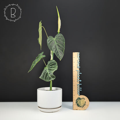 Philodendron Splendid (Melanochrysum x Verrucosum)