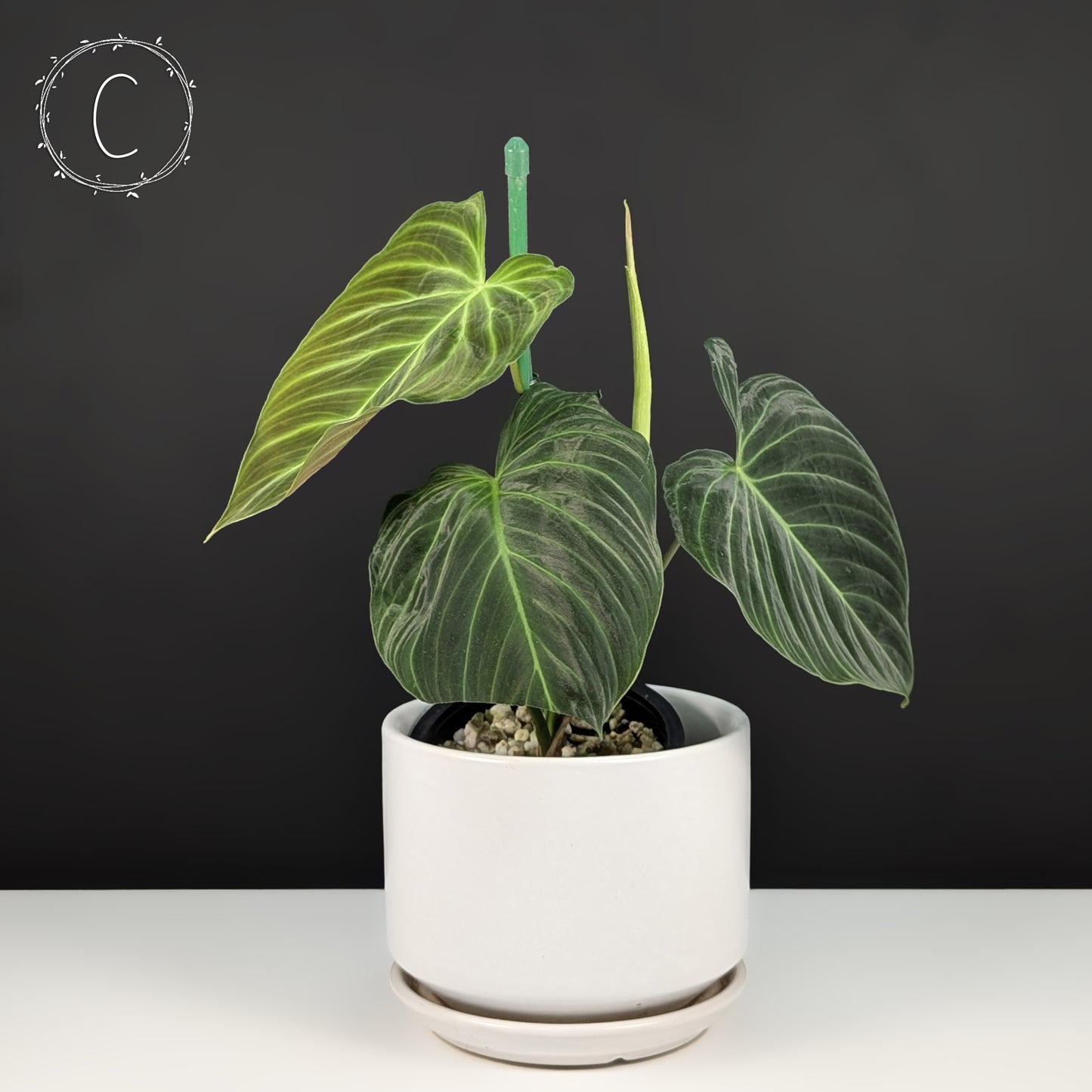 Philodendron Splendid (Melanochrysum x Verrucosum)