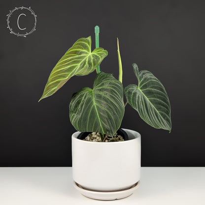 Philodendron Splendid (Melanochrysum x Verrucosum)