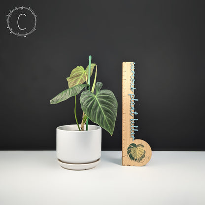 Philodendron Splendid (Melanochrysum x Verrucosum)