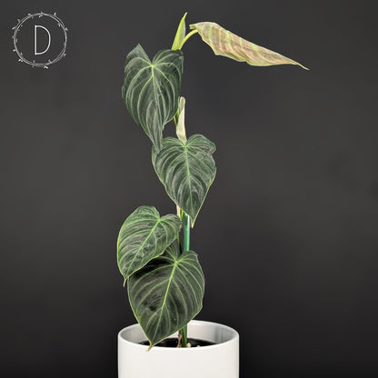 Philodendron Splendid (Melanochrysum x Verrucosum)