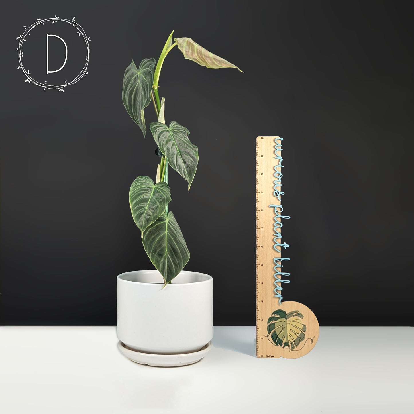 Philodendron Splendid (Melanochrysum x Verrucosum)