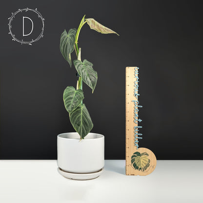 Philodendron Splendid (Melanochrysum x Verrucosum)