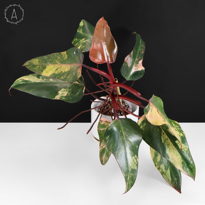 Milkshake à la fraise et au philodendron