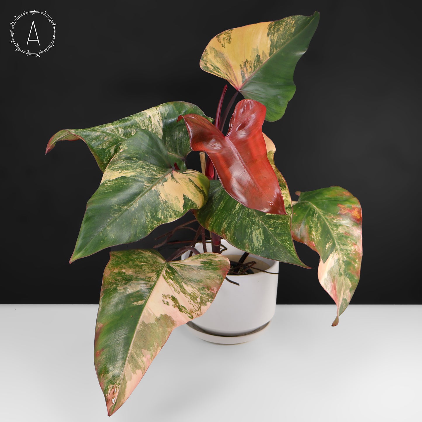 Philodendron Strawberry Shake