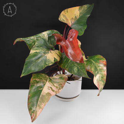 Philodendron Strawberry Shake
