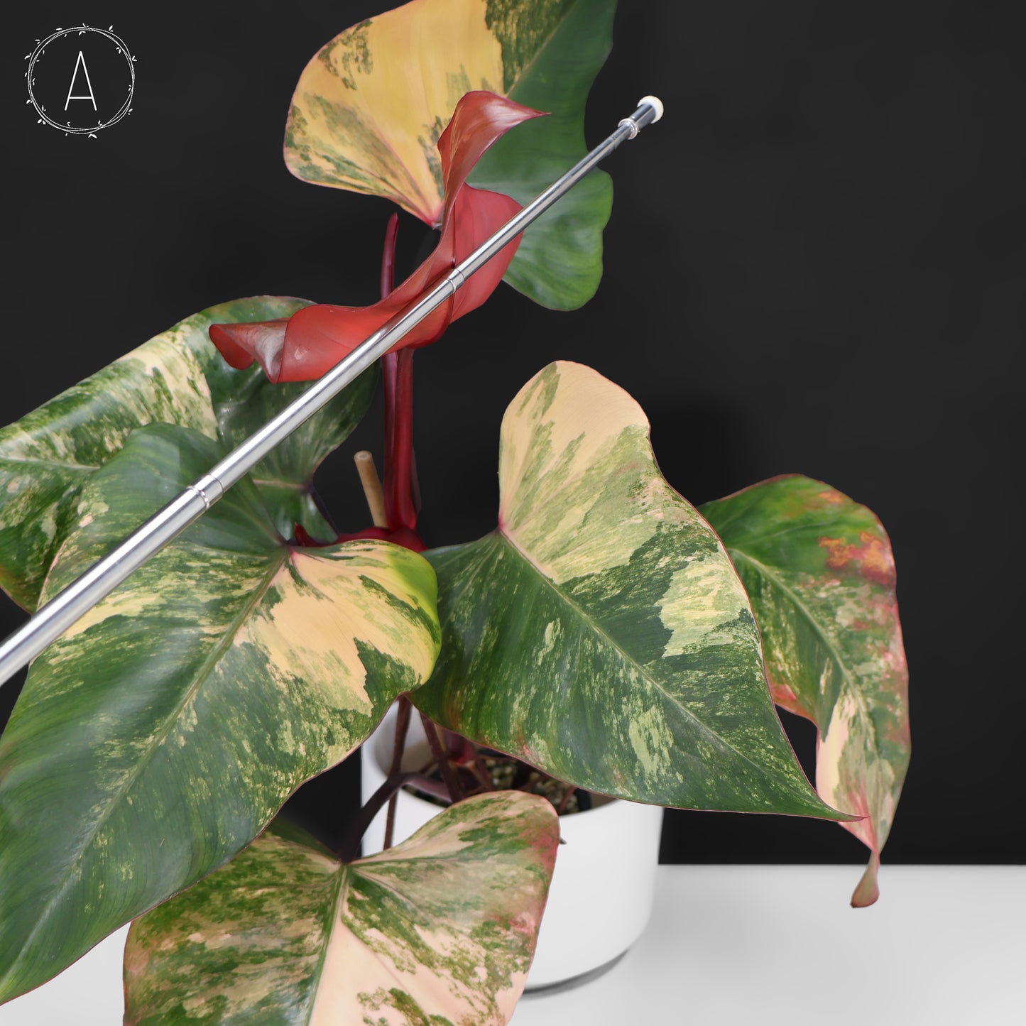 Philodendron Strawberry Shake