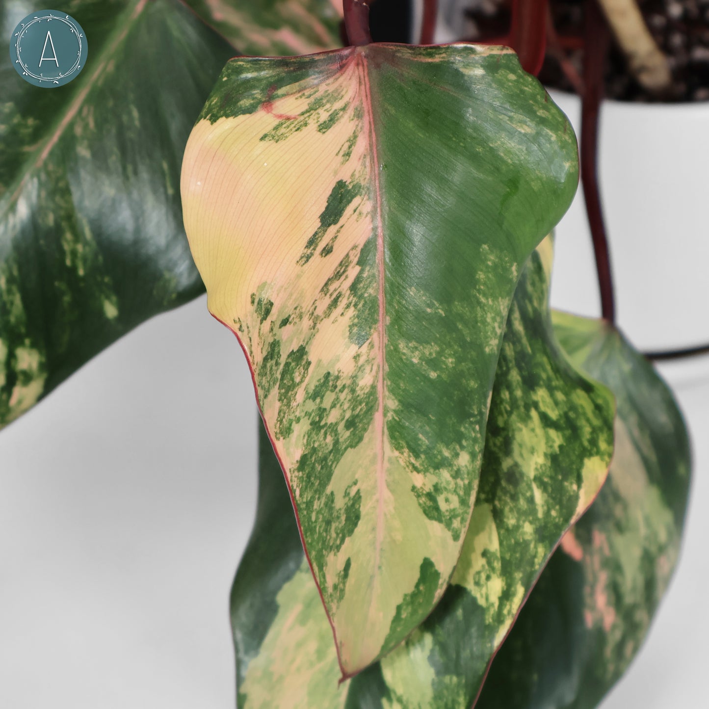 Milkshake à la fraise et au philodendron