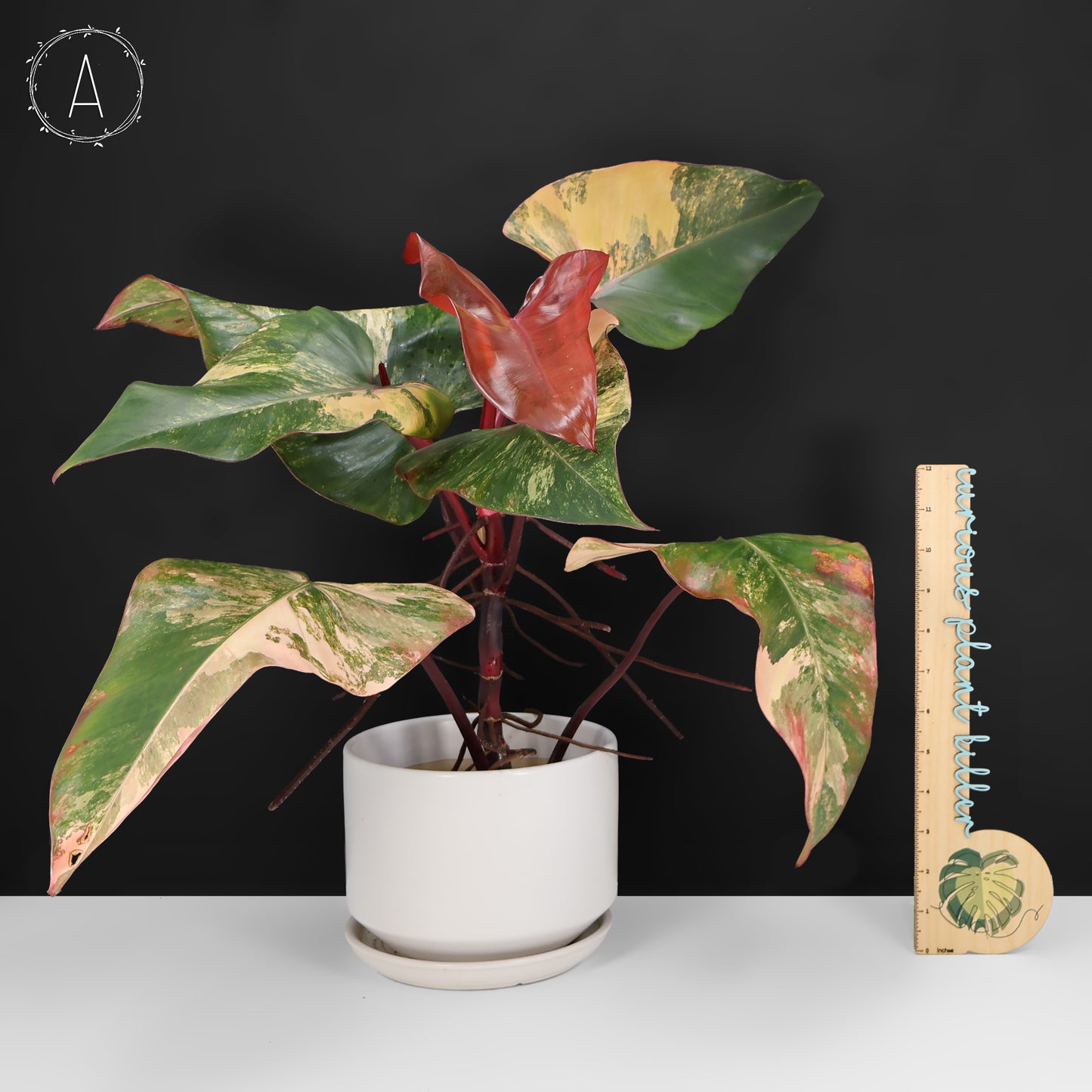 Philodendron Strawberry Shake