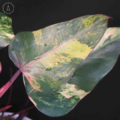 Milkshake à la fraise et au philodendron