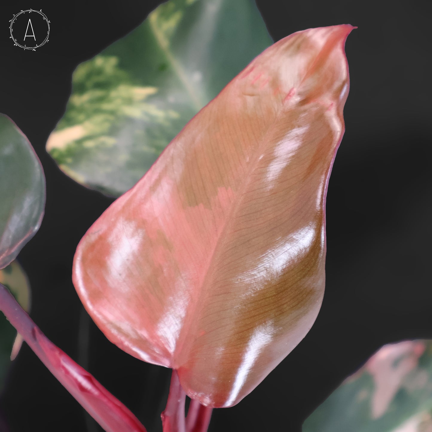 Milkshake à la fraise et au philodendron