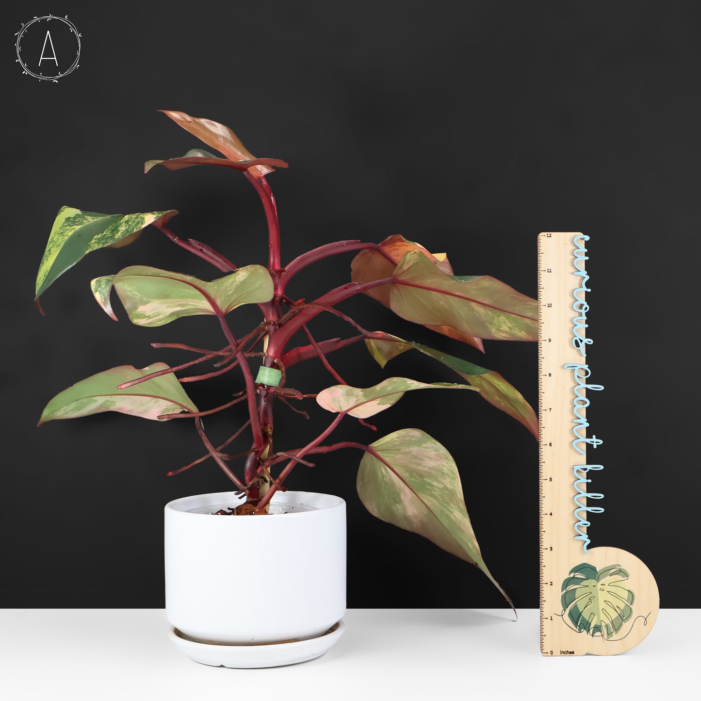 Milkshake à la fraise et au philodendron