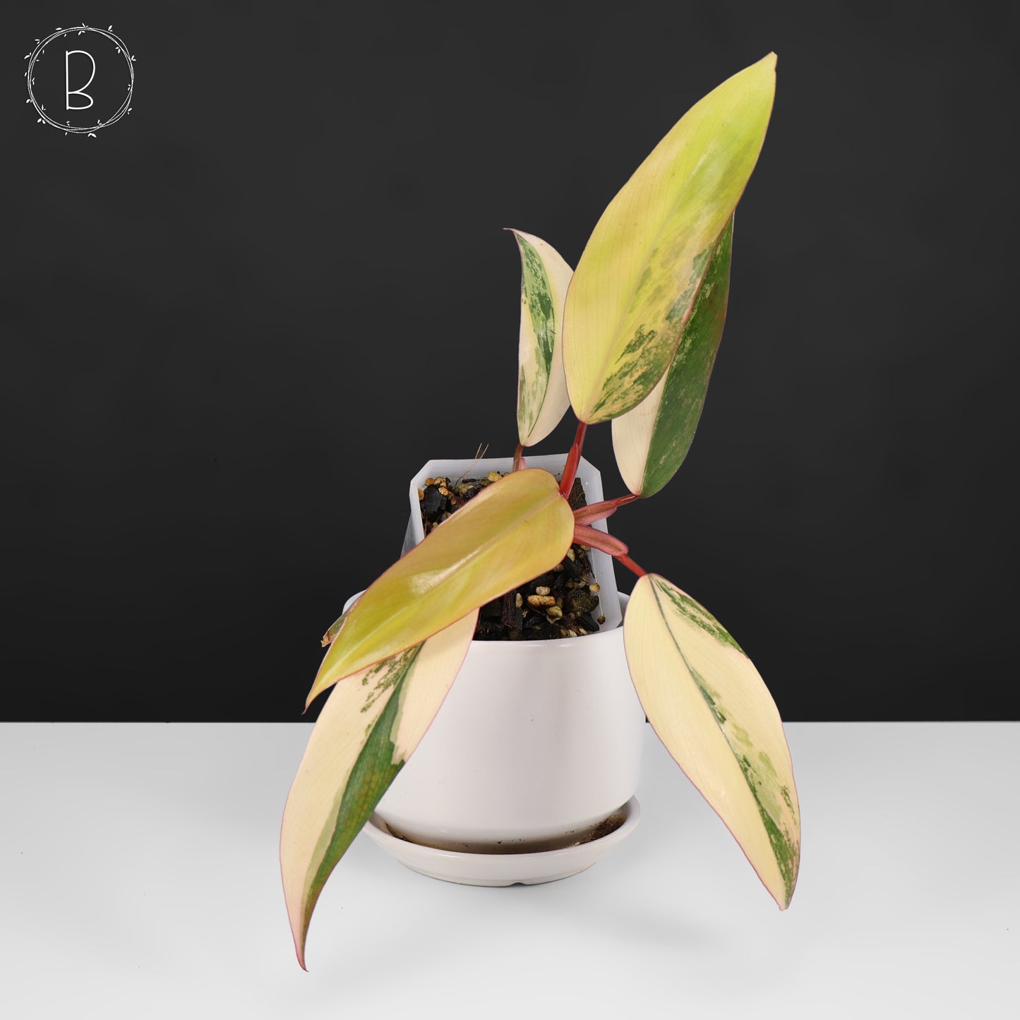 Philodendron Strawberry Shake