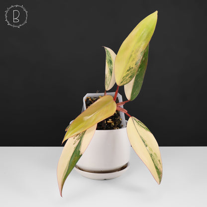 Philodendron Strawberry Shake
