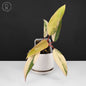 Philodendron Strawberry Shake