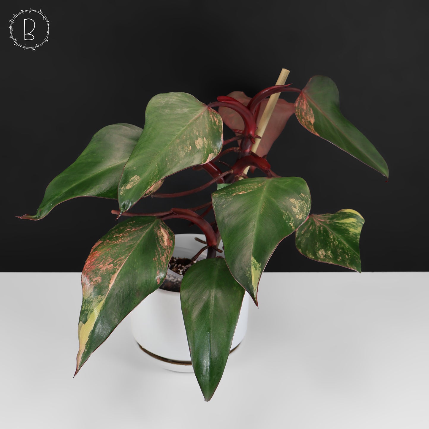 Milkshake à la fraise et au philodendron