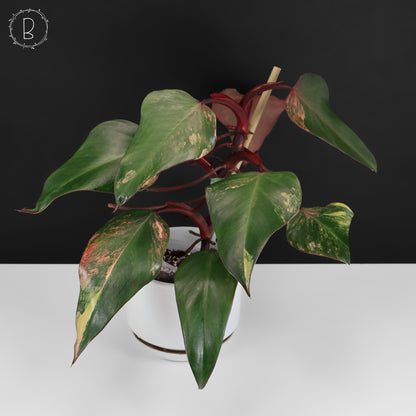 Milkshake à la fraise et au philodendron