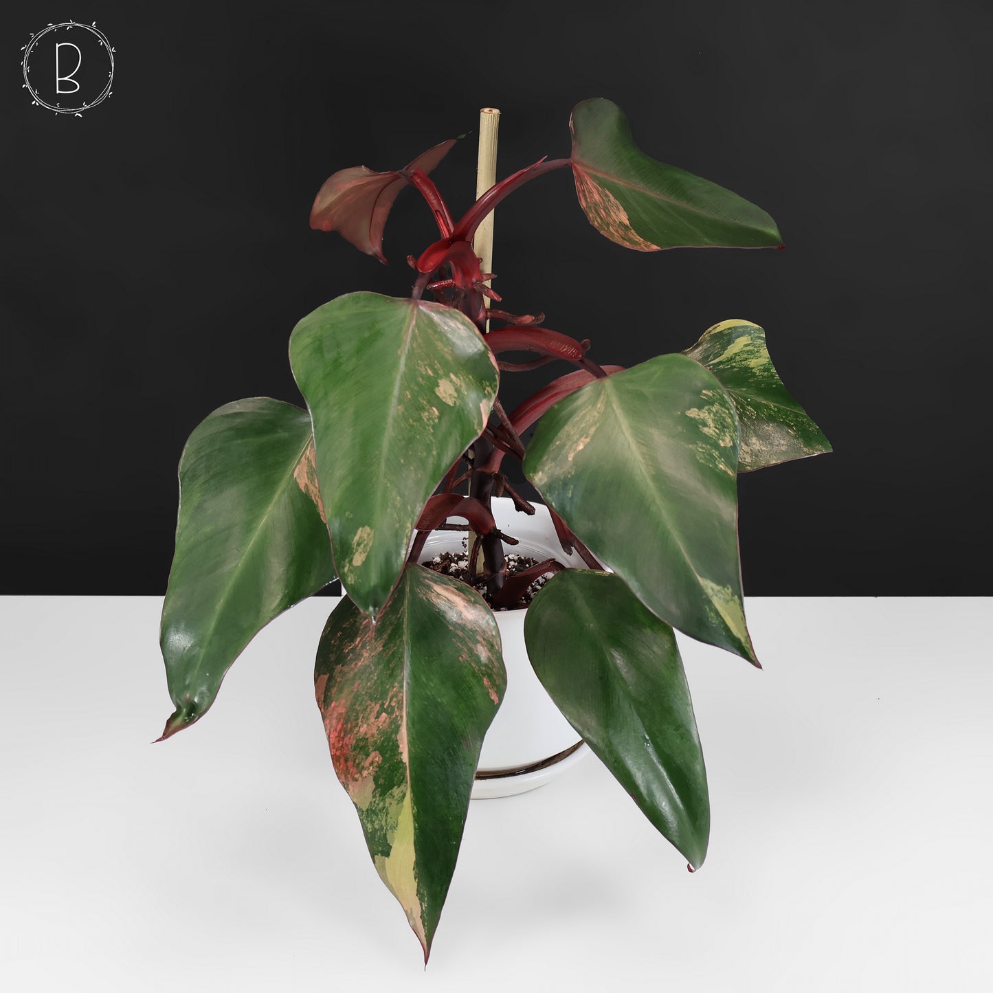 Milkshake à la fraise et au philodendron