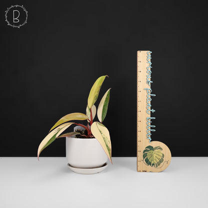 Philodendron Strawberry Shake