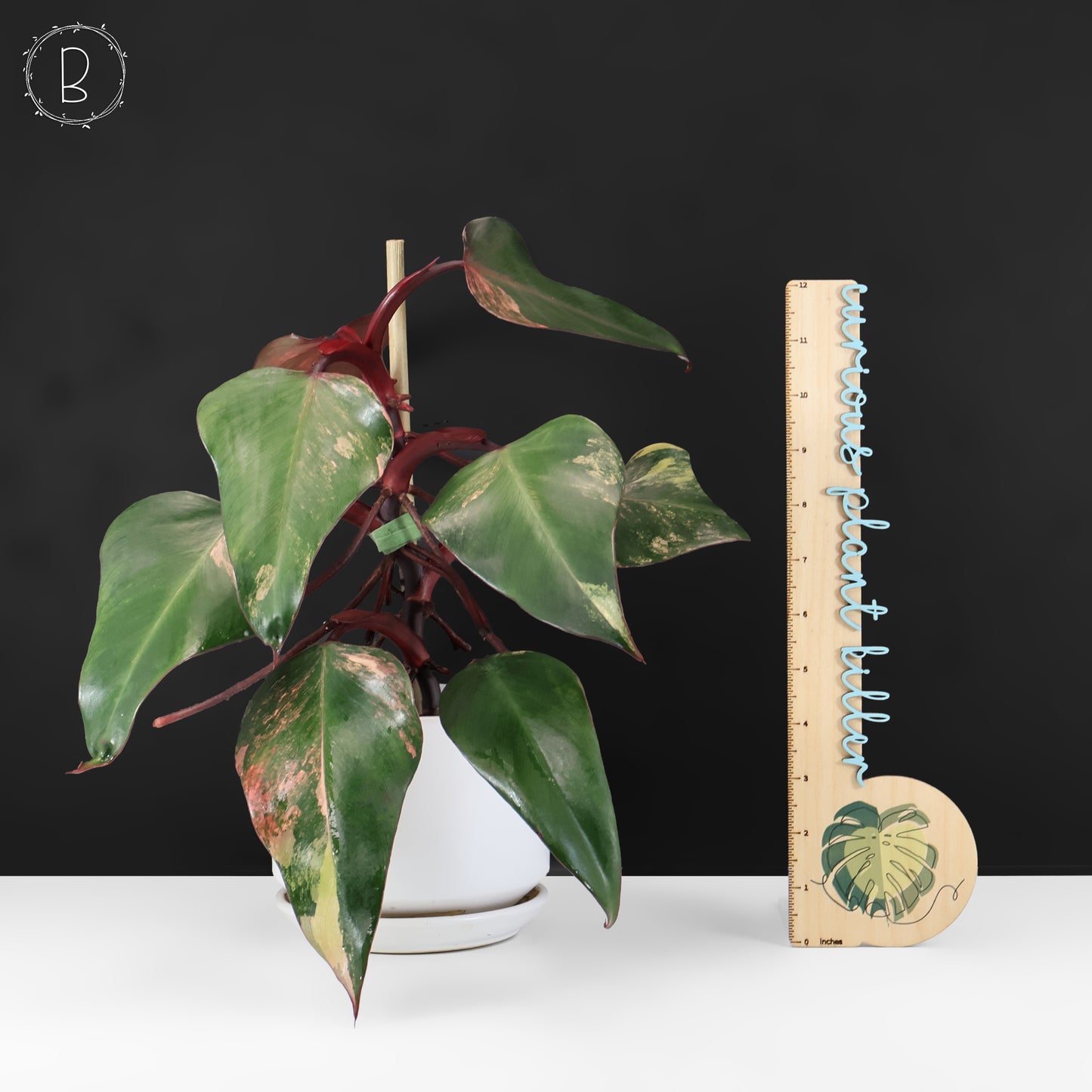 Milkshake à la fraise et au philodendron