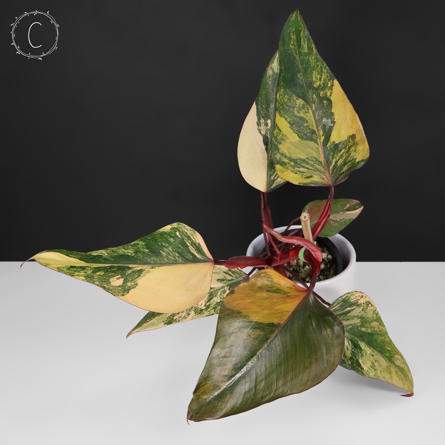 Philodendron Strawberry Shake