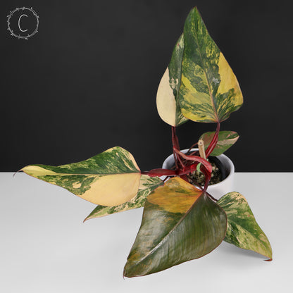Philodendron Strawberry Shake