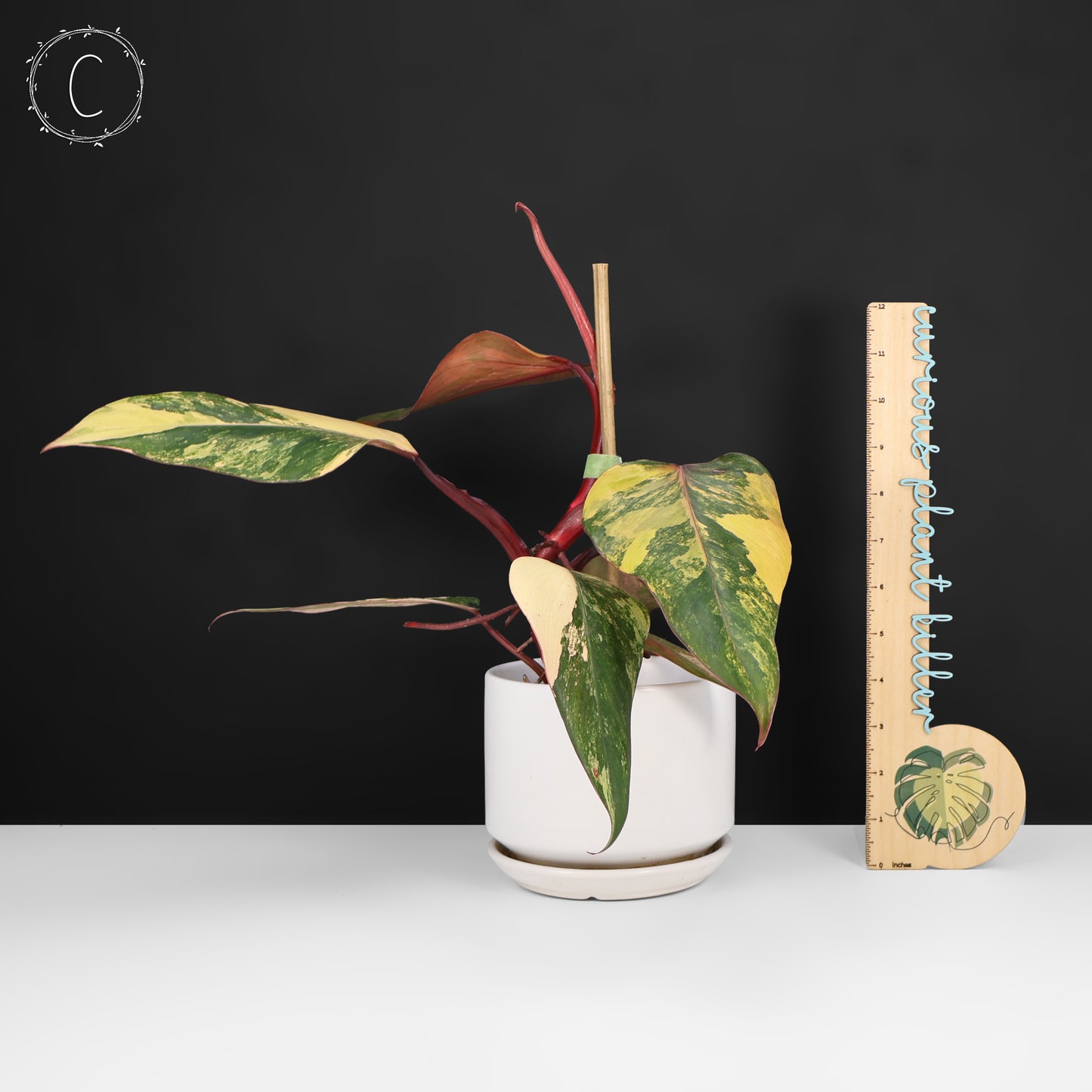 Philodendron Strawberry Shake