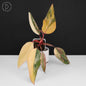 Philodendron Strawberry Shake