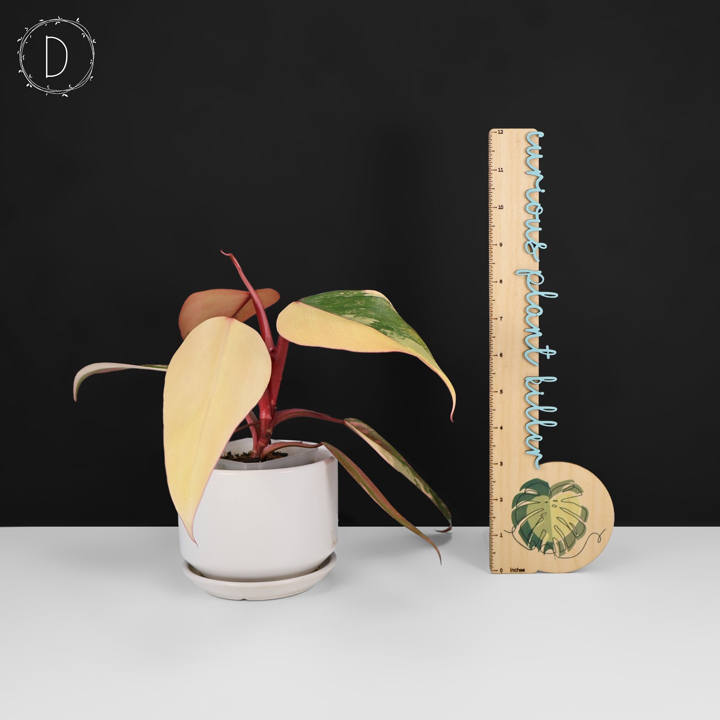 Philodendron Strawberry Shake