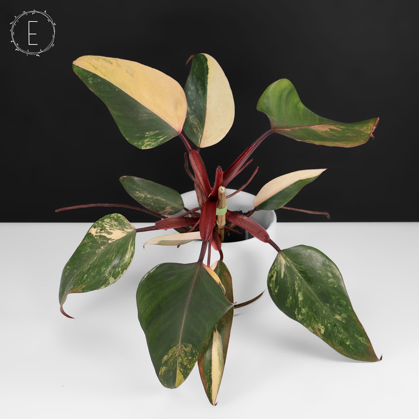 Philodendron Strawberry Shake