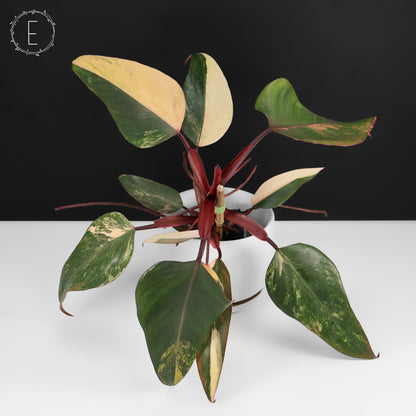 Philodendron Strawberry Shake