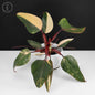 Philodendron Strawberry Shake