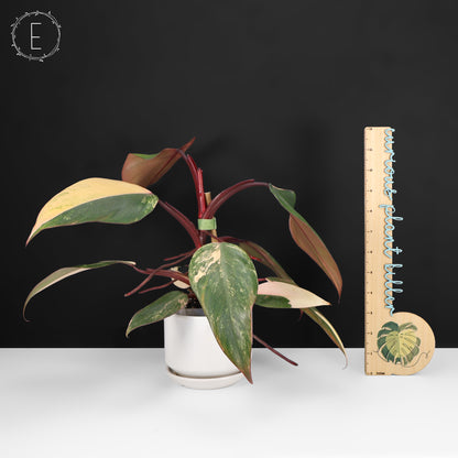 Philodendron Strawberry Shake