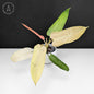 Philodendron Whipple Way