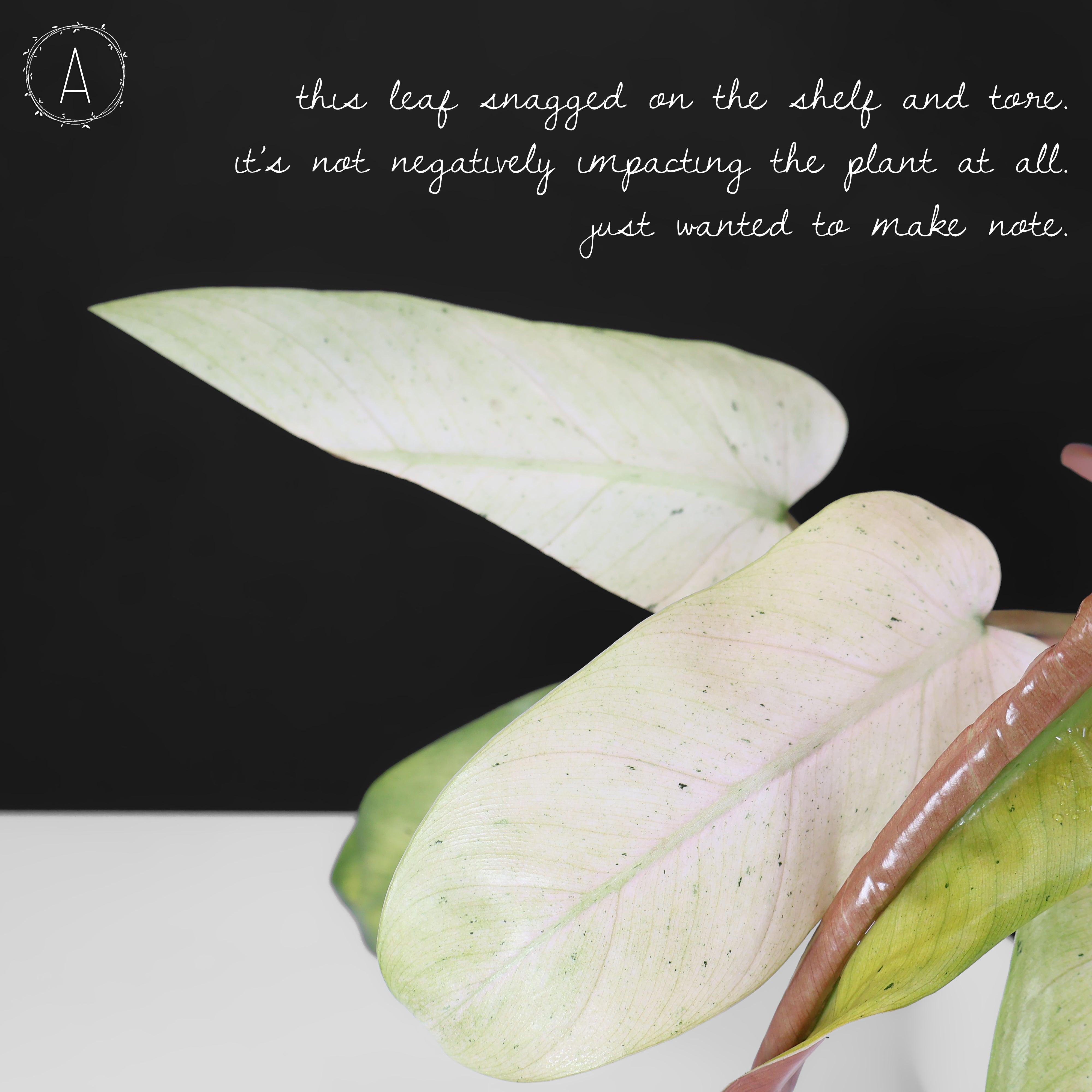 Philodendron Whipple Way – Curious Plant Killer