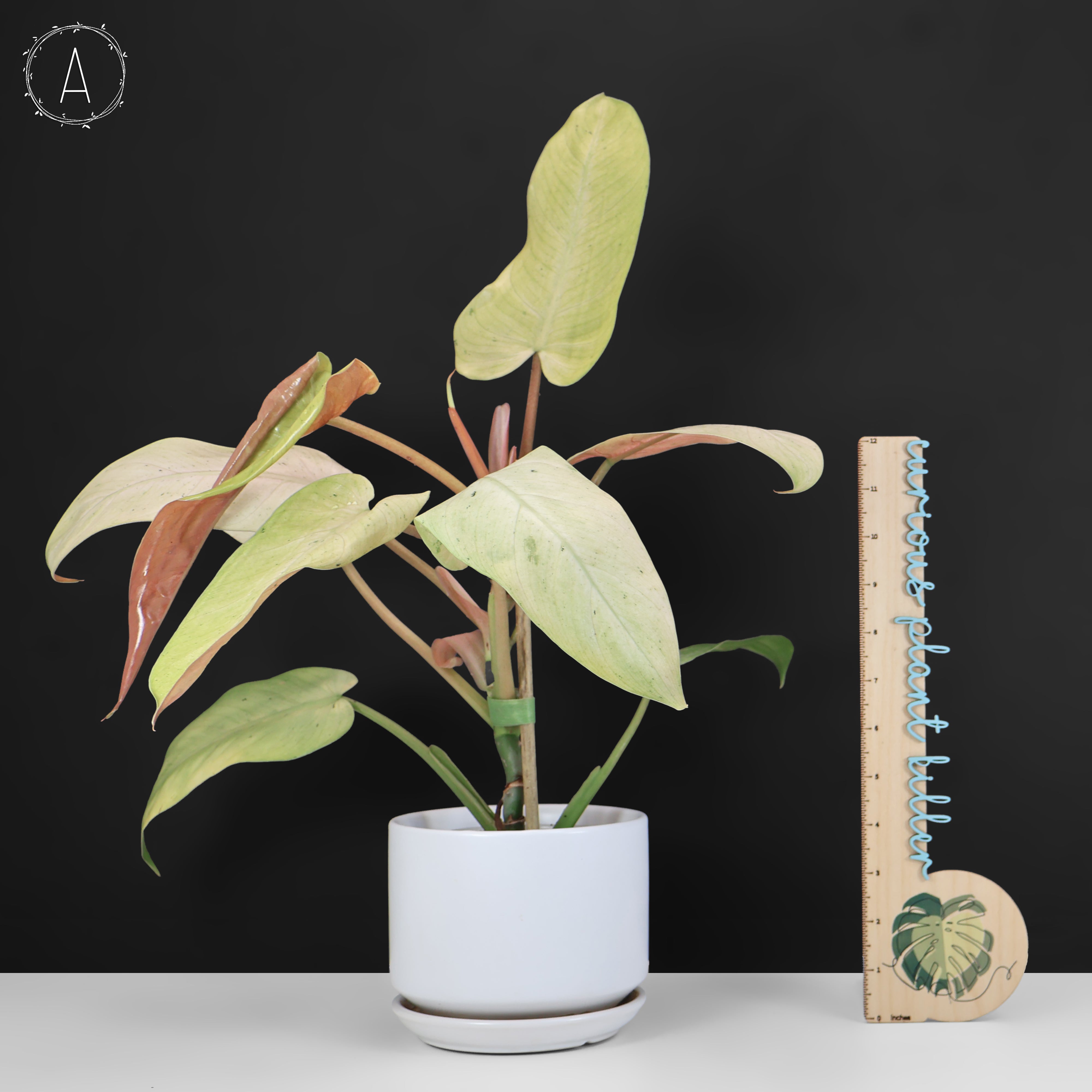 Philodendron Whipple Way – Curious Plant Killer