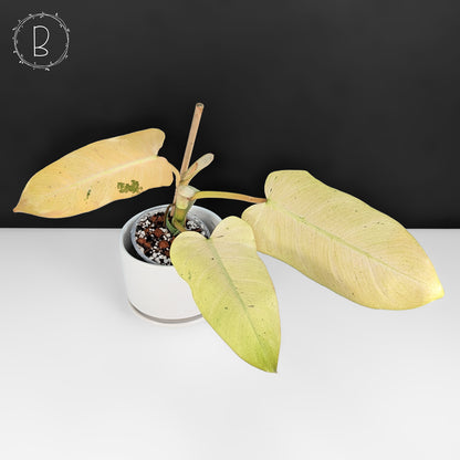 Philodendron Whipple Way