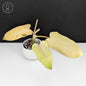 Philodendron Whipple Way