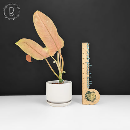 Philodendron Whipple Way