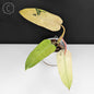 Philodendron Whipple Way