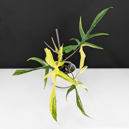 Philodendron Florida Beauty x Polypodioides