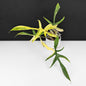 Philodendron Florida Beauty x Polypodioides