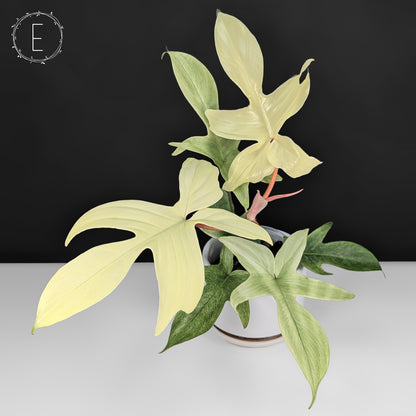 Philodendron Florida Ghost