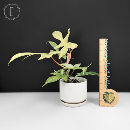 Philodendron Florida Ghost