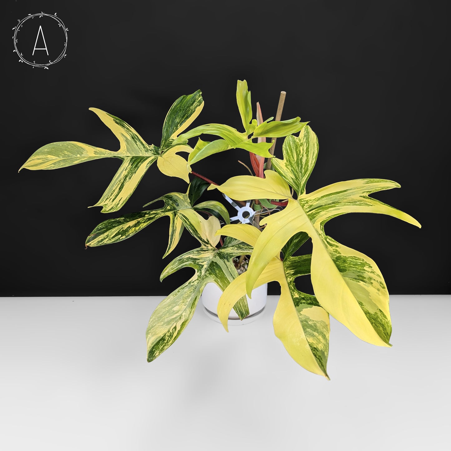 Philodendron Florida Beauty
